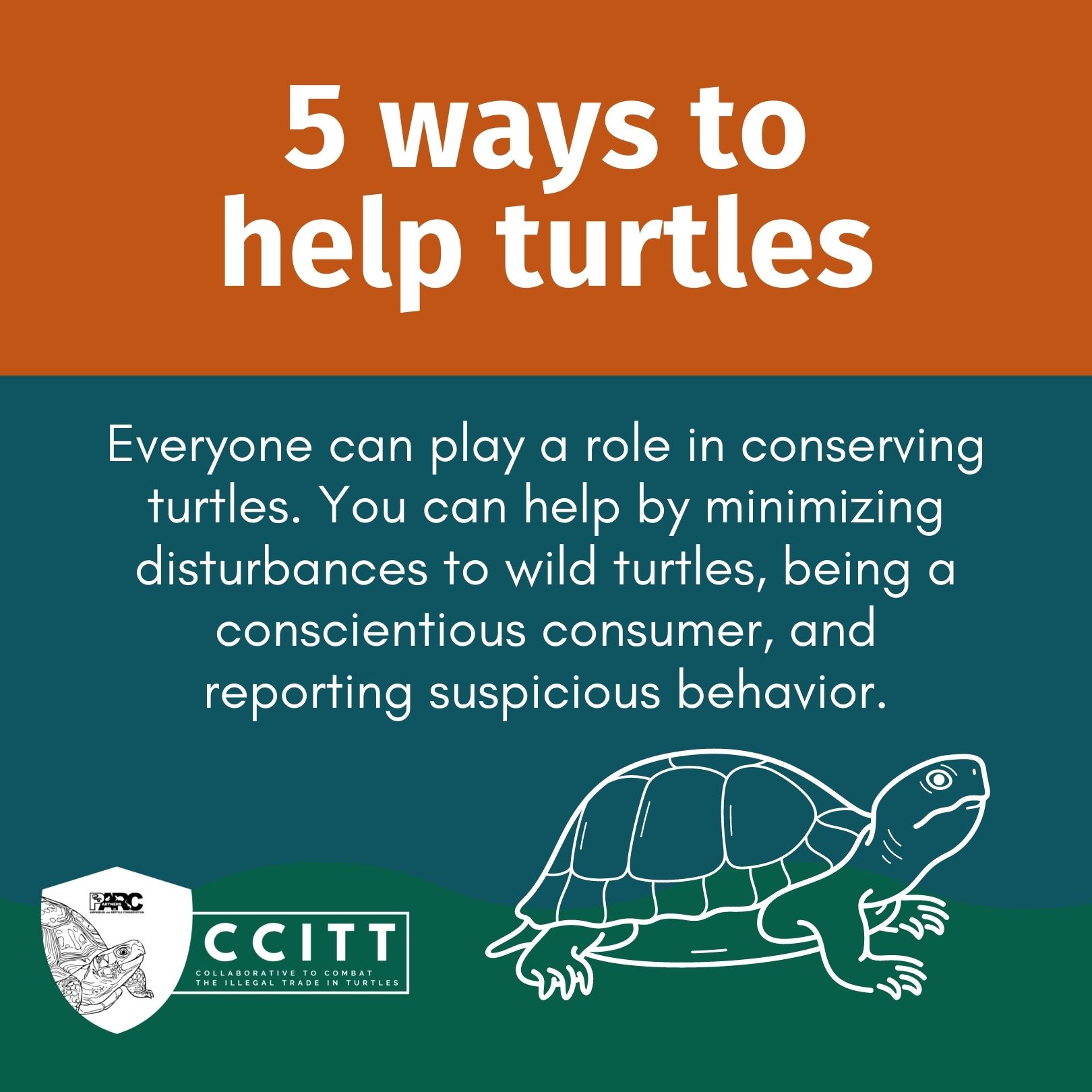 1. 5 ways to help turtles(LARGE).jpg | FWS.gov