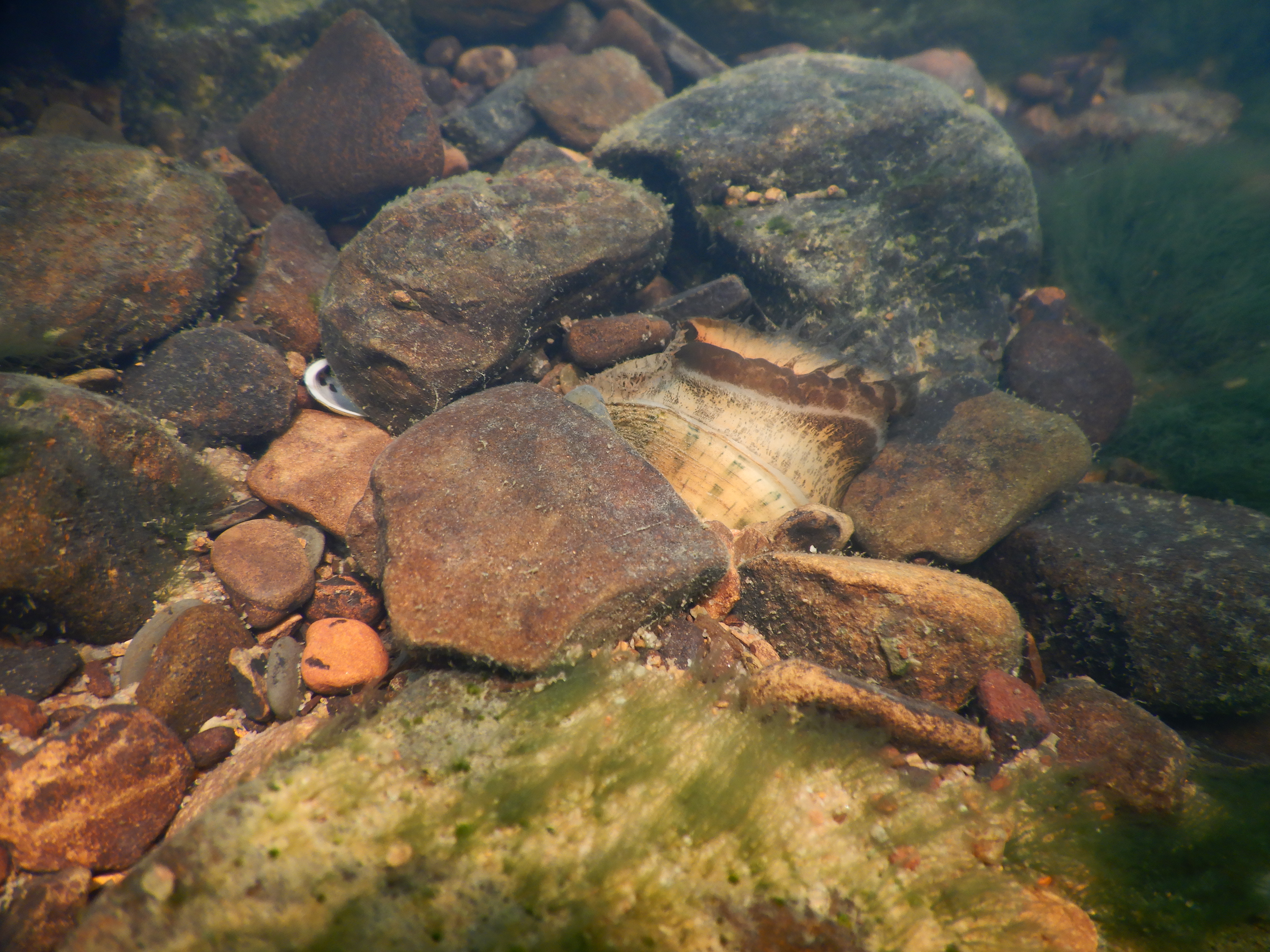 A speckled pocketbook mussel on rocks
