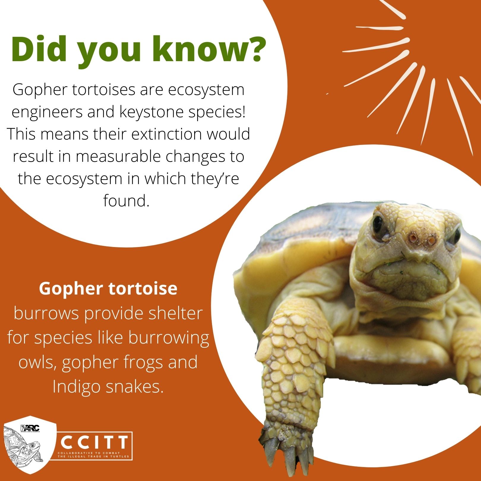 gopher tortoise fact (large).jpg | FWS.gov