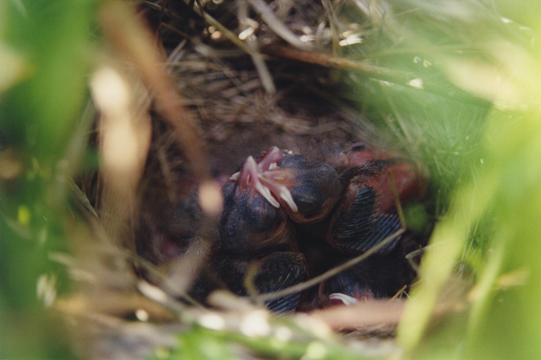 bobolink nest