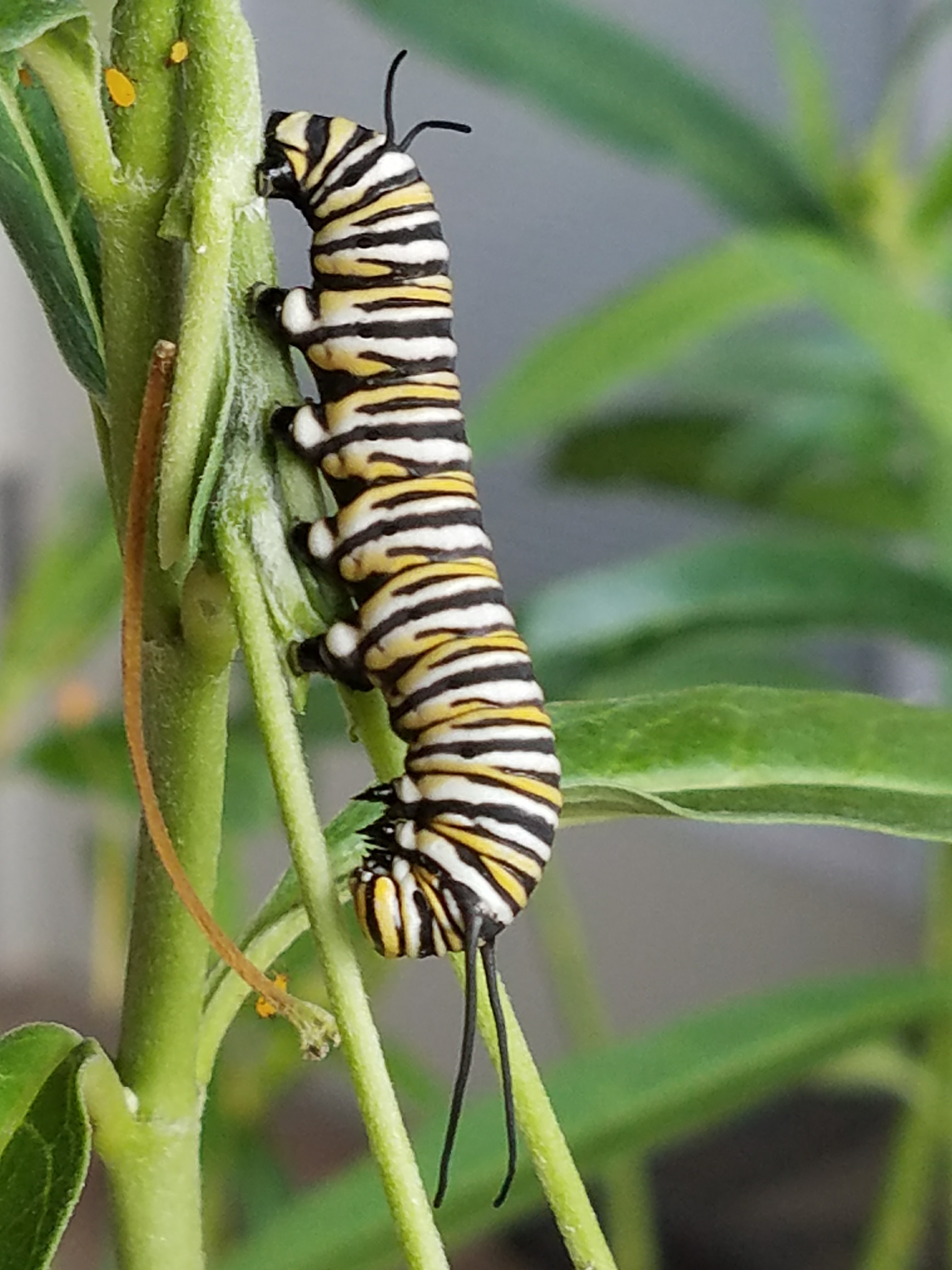 Monarch caterpillar | FWS.gov