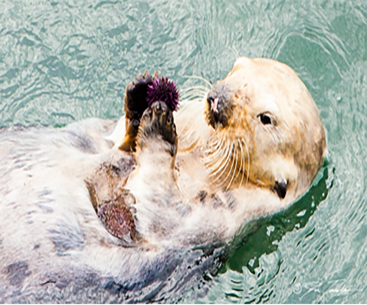 sea otters eating urchins