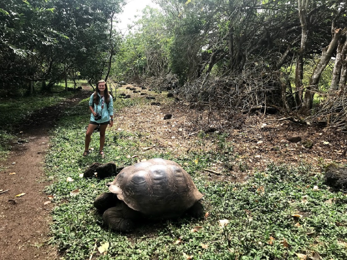 Tortoises in the Galapagos.jpg | FWS.gov