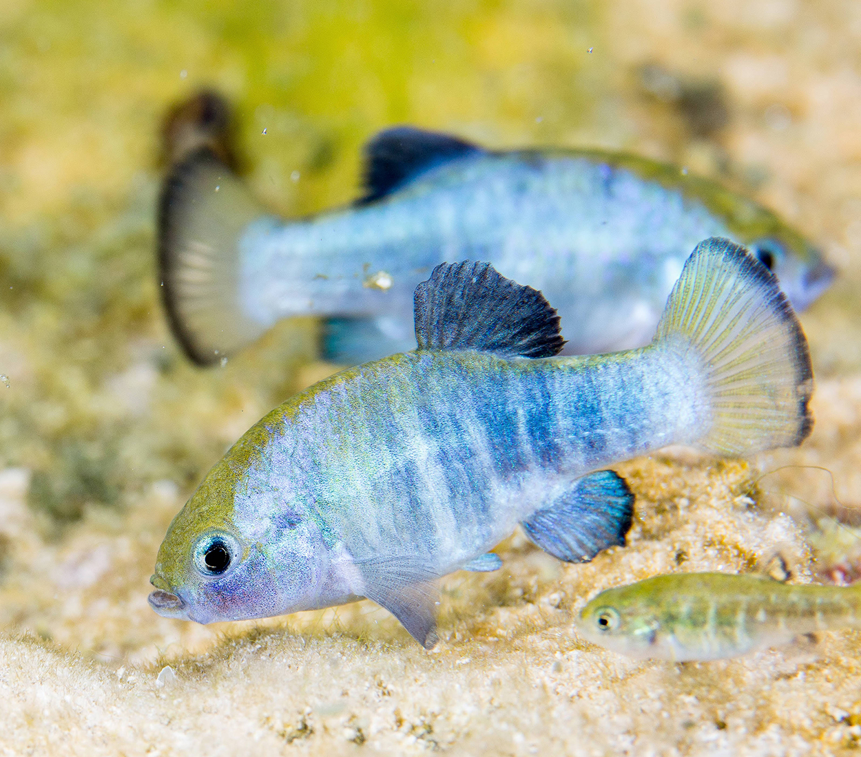 Ash Meadows Amargosa Pupfish | FWS.gov