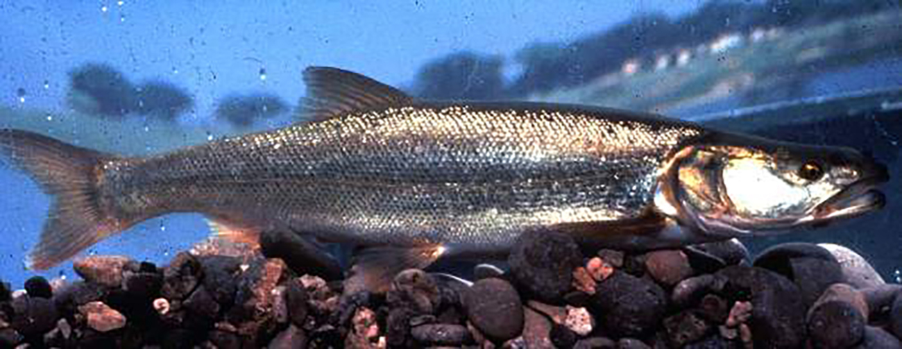 Colorado Pikeminnow | FWS.gov