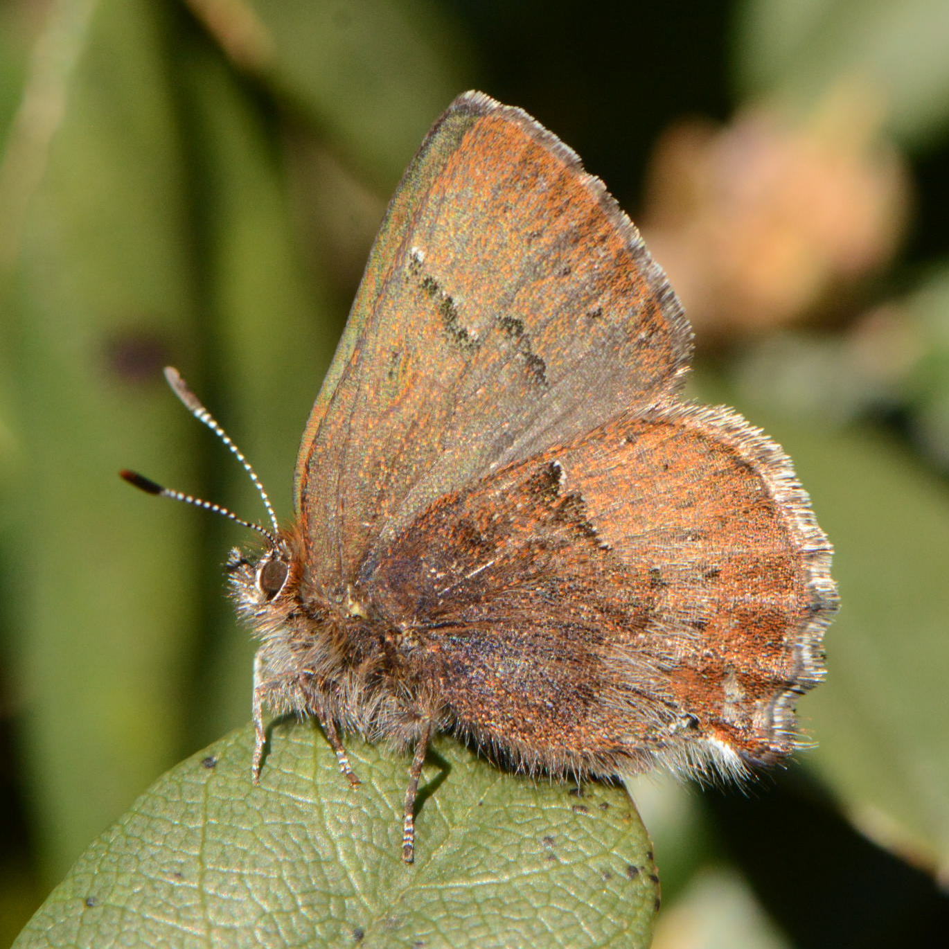 San Bruno Elfin Butterfly courtesy of Joelle Belmonte | FWS.gov