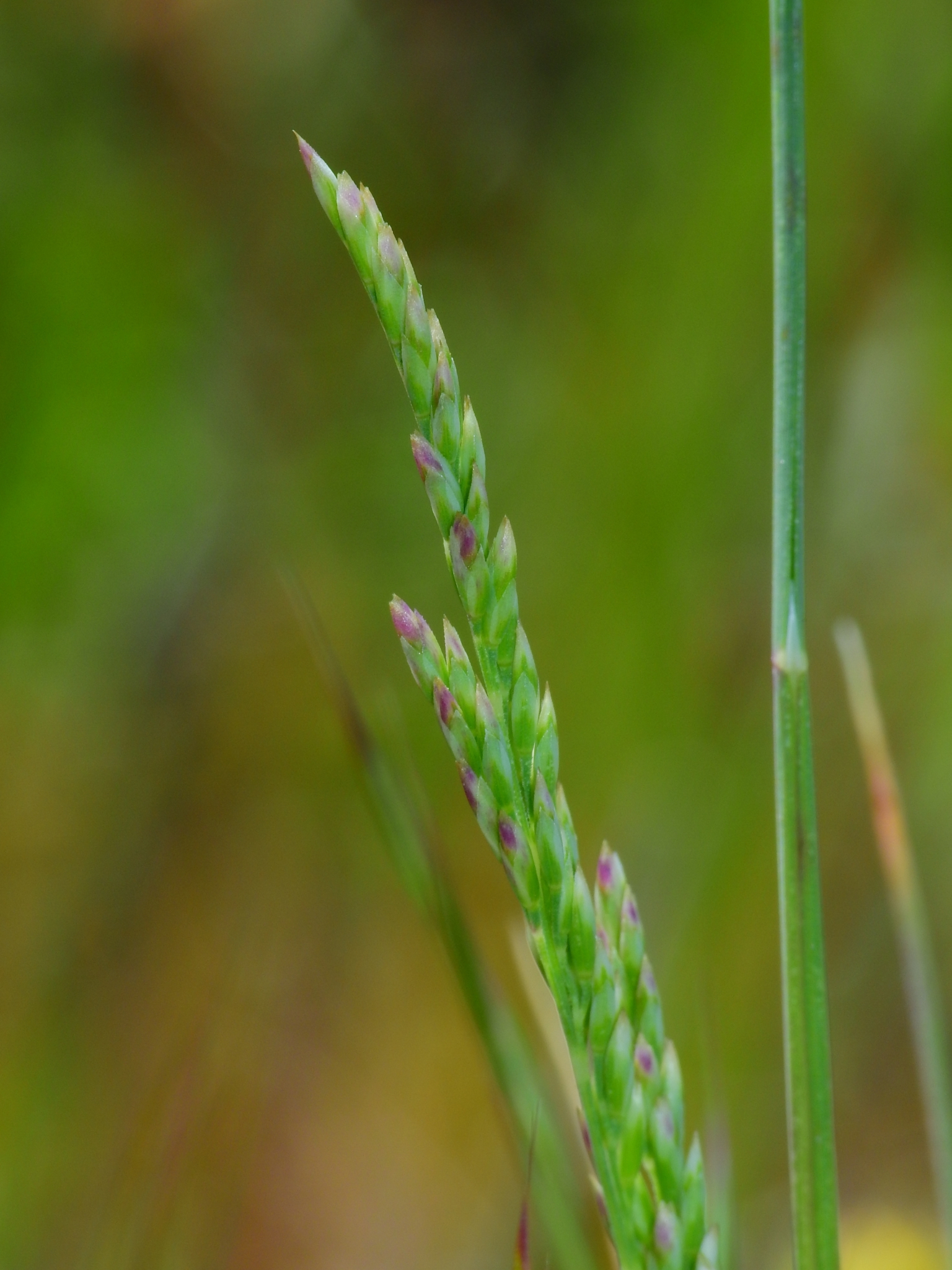 Napa bluegrass courtesy of David Greenberger | FWS.gov