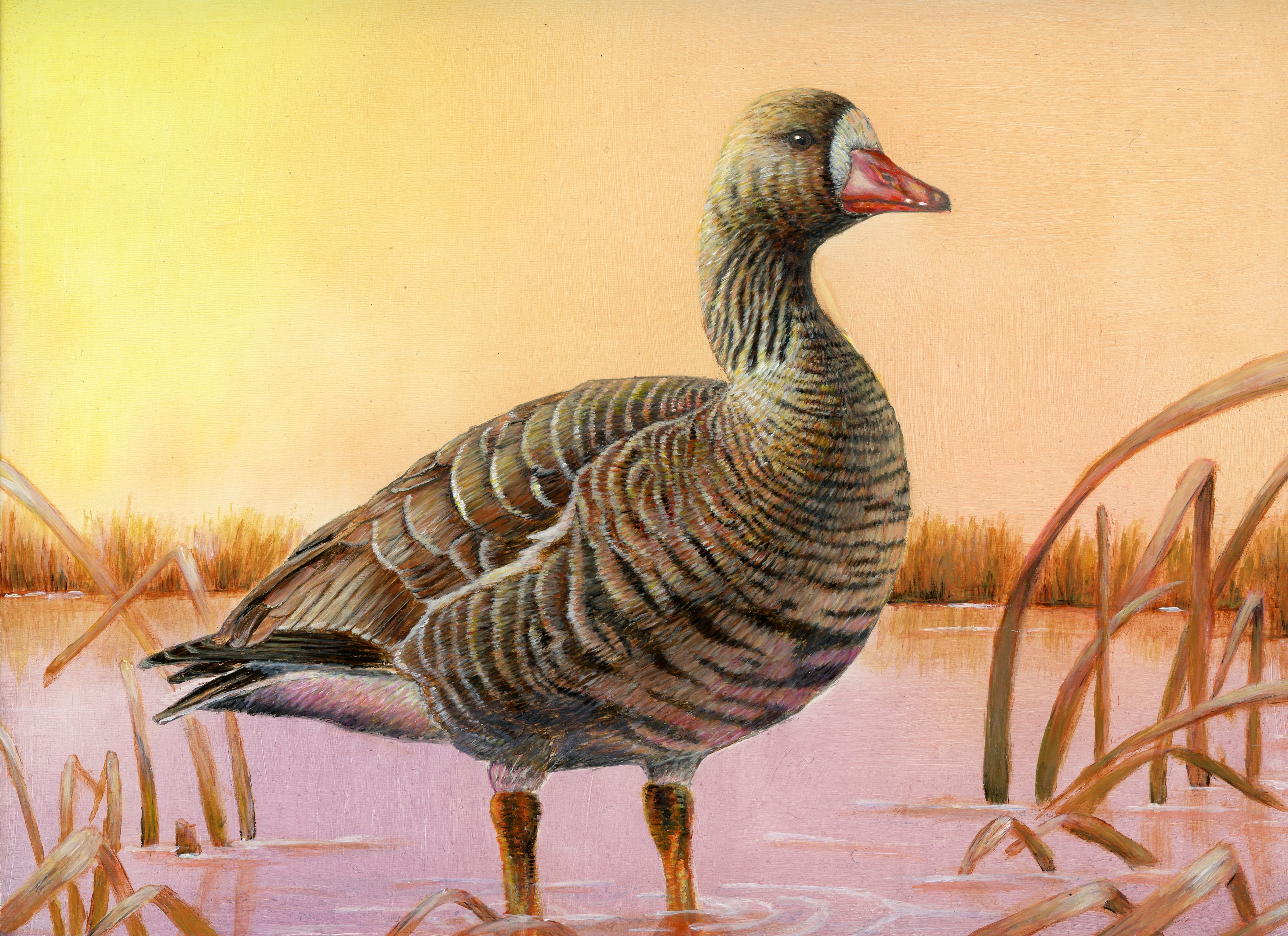 Maryland Junior Duck Stamp Best of Show 2022 FWS.gov