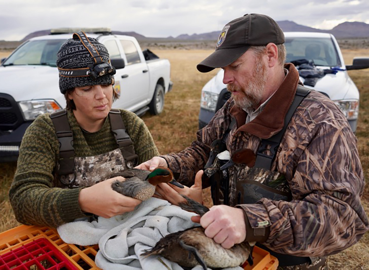 Green-winged teal at Pahranagat Refuge | FWS.gov