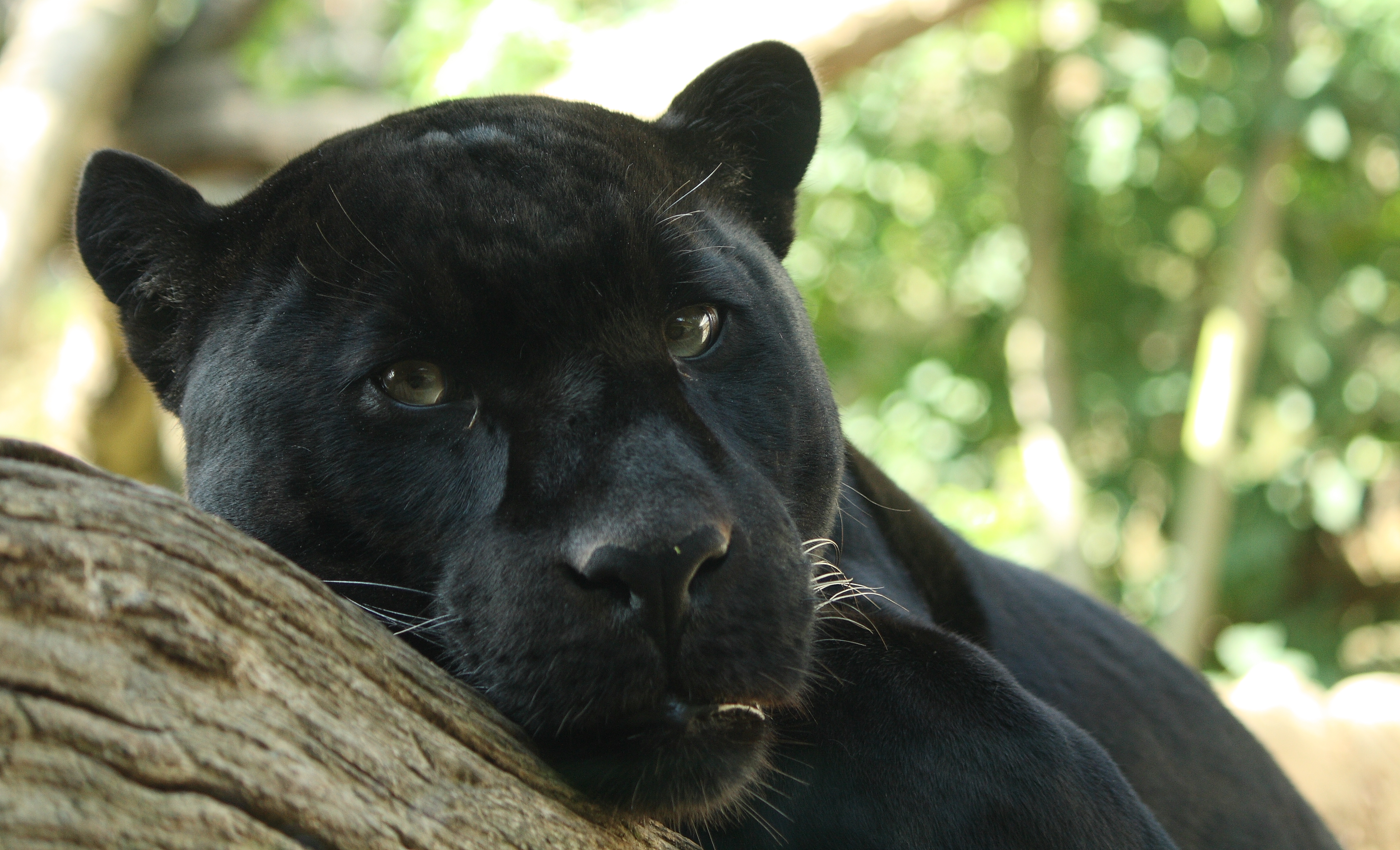 black panther in tree