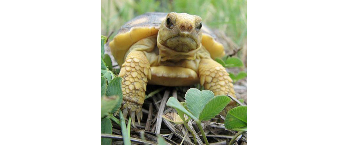 gopher tortoise Bob | FWS.gov