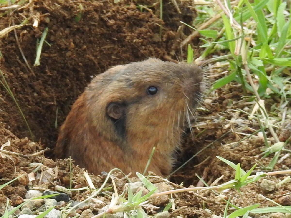 Botta's pocket gopher poking head out of mound | FWS.gov