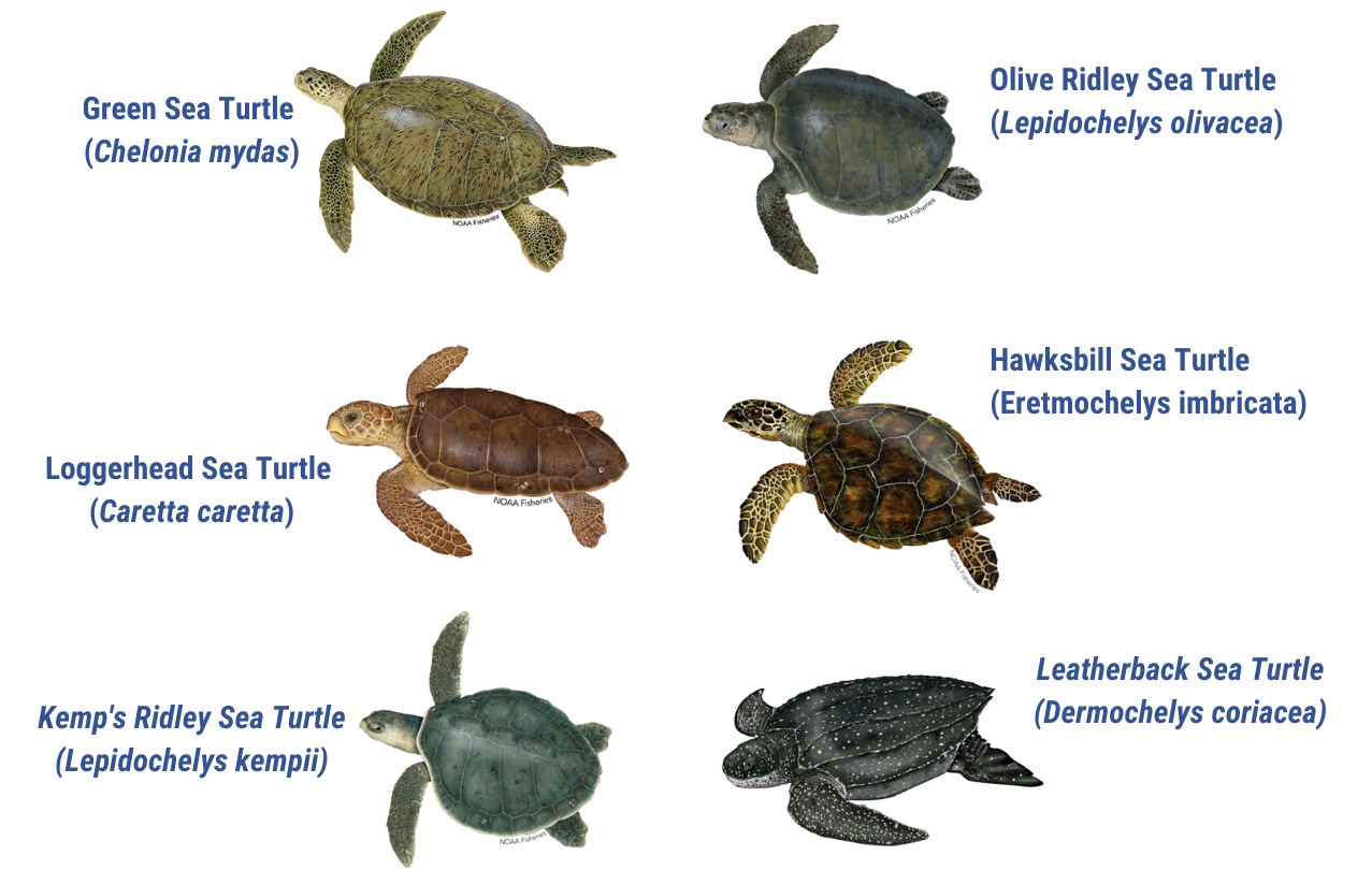 Six Marine Turtle Species | FWS.gov