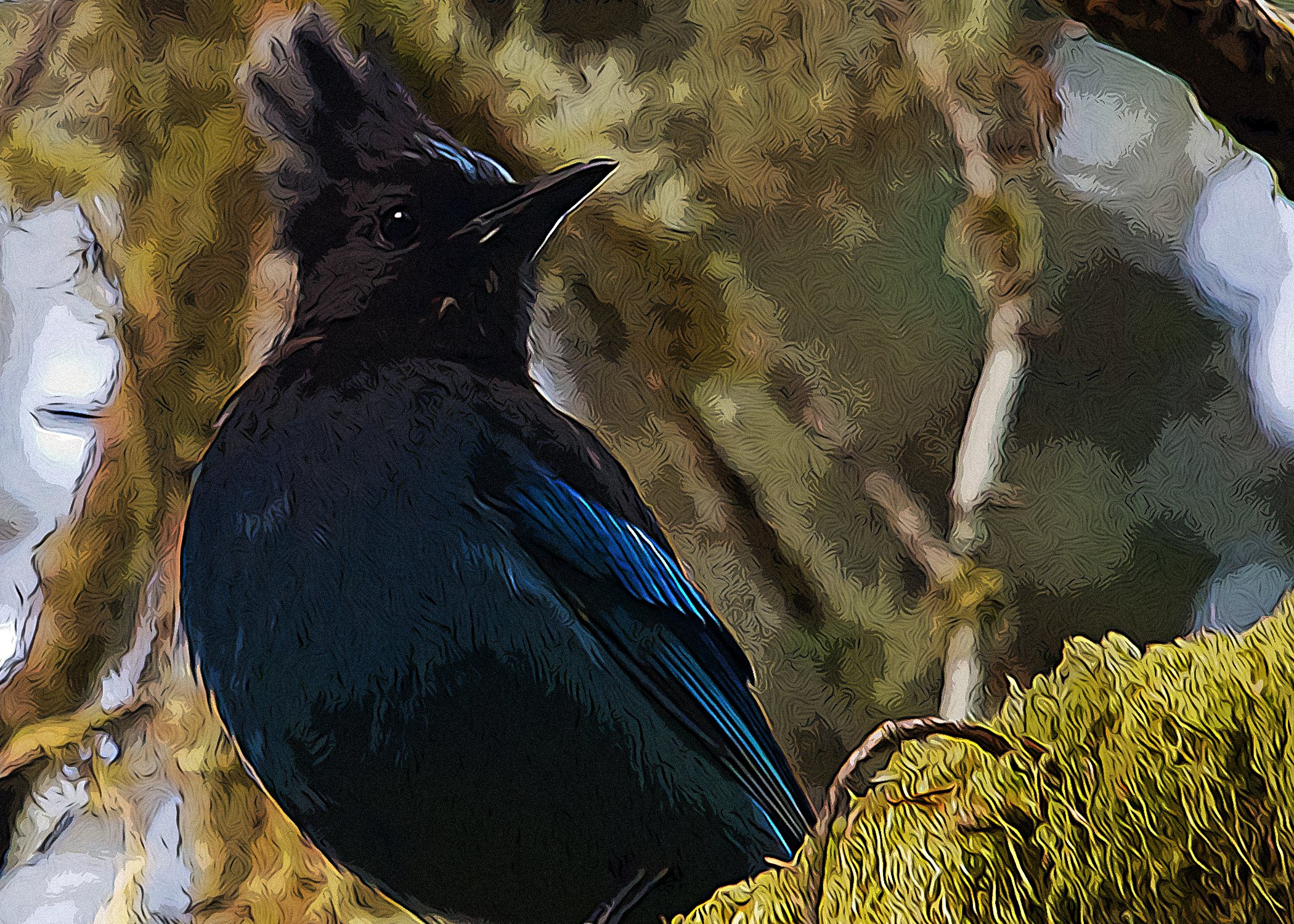 Steller's Jay - American Bird Conservancy