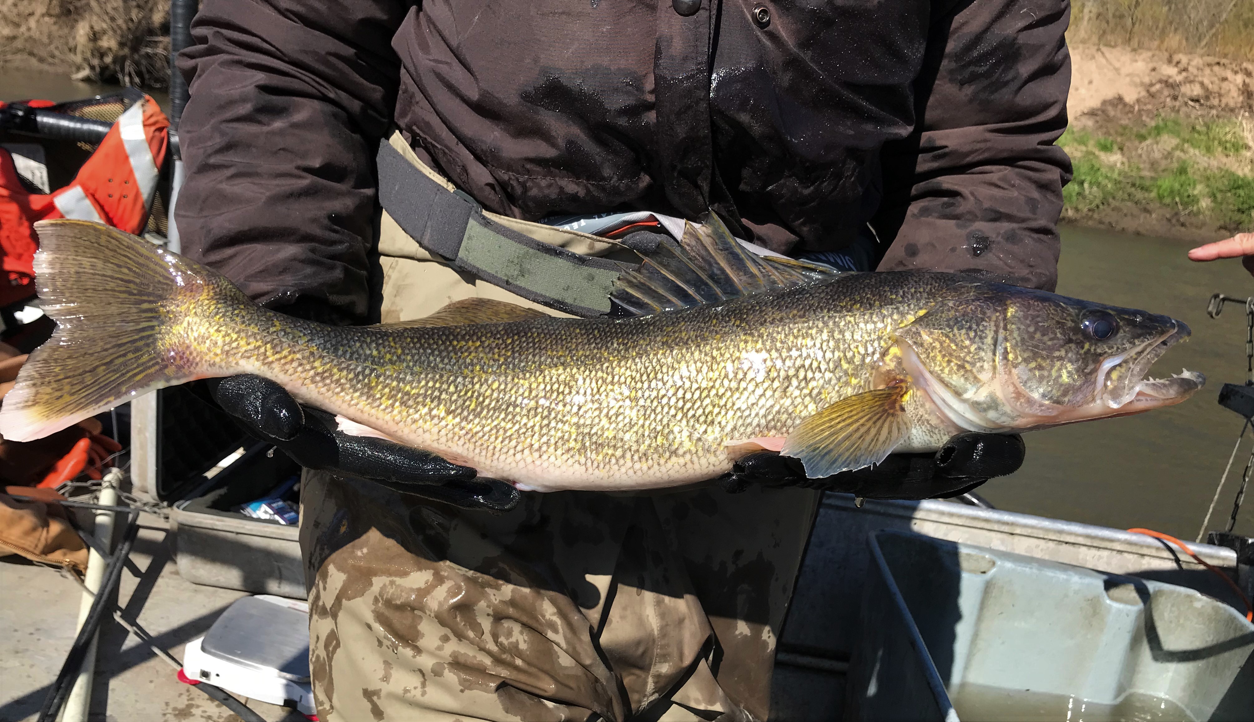 Walleye (Sander vitreus) - Mississippi National River & Recreation