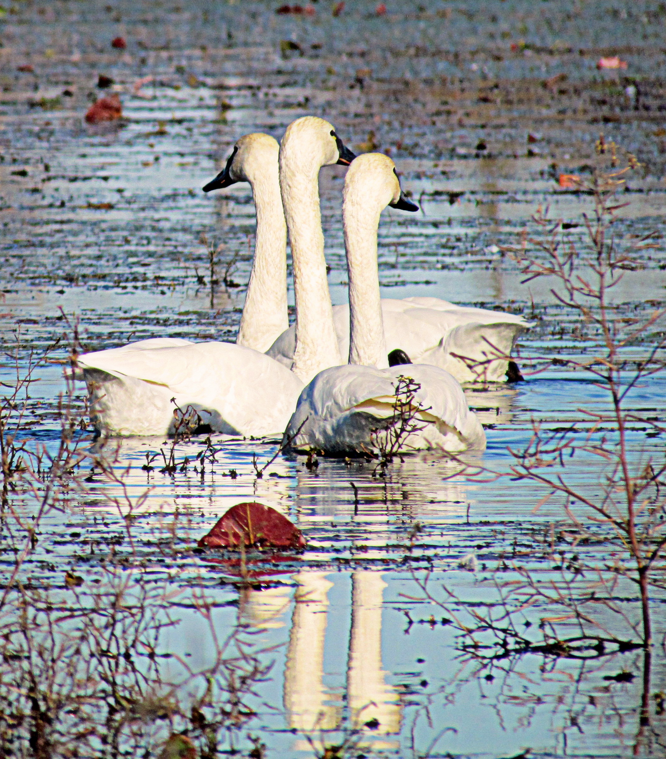 Tundra Swans Swimming Together at Pocosin Lakes National Wildlife ...