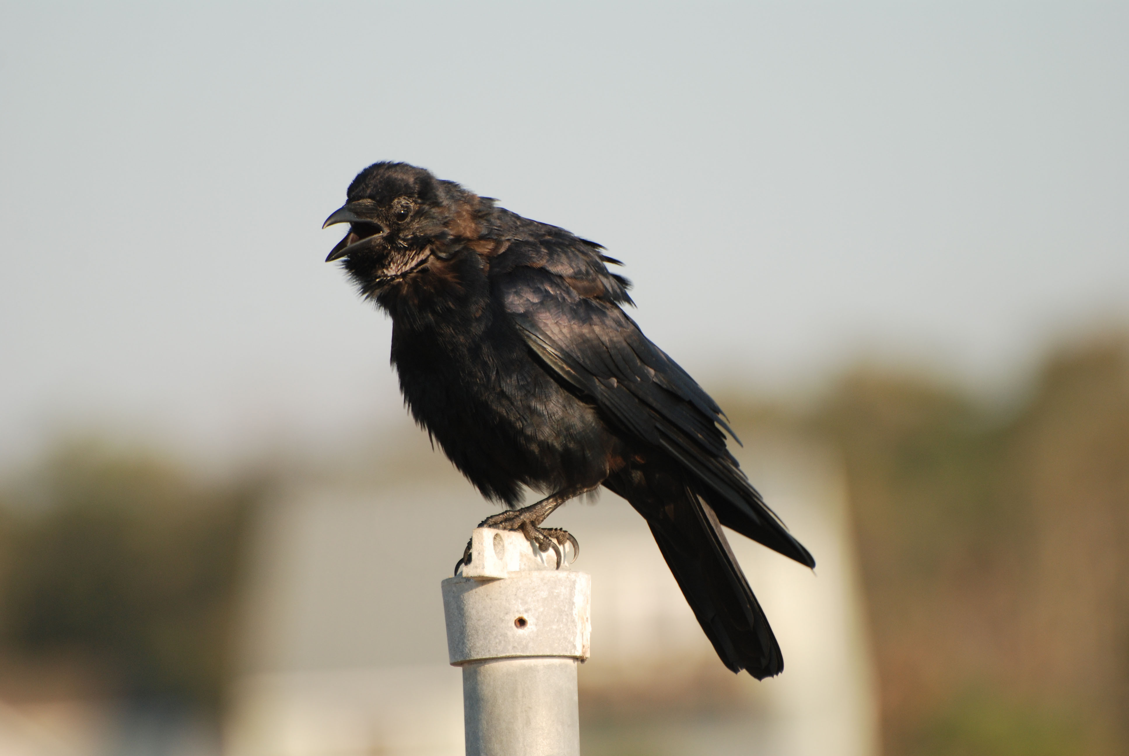 Fish crow | FWS.gov