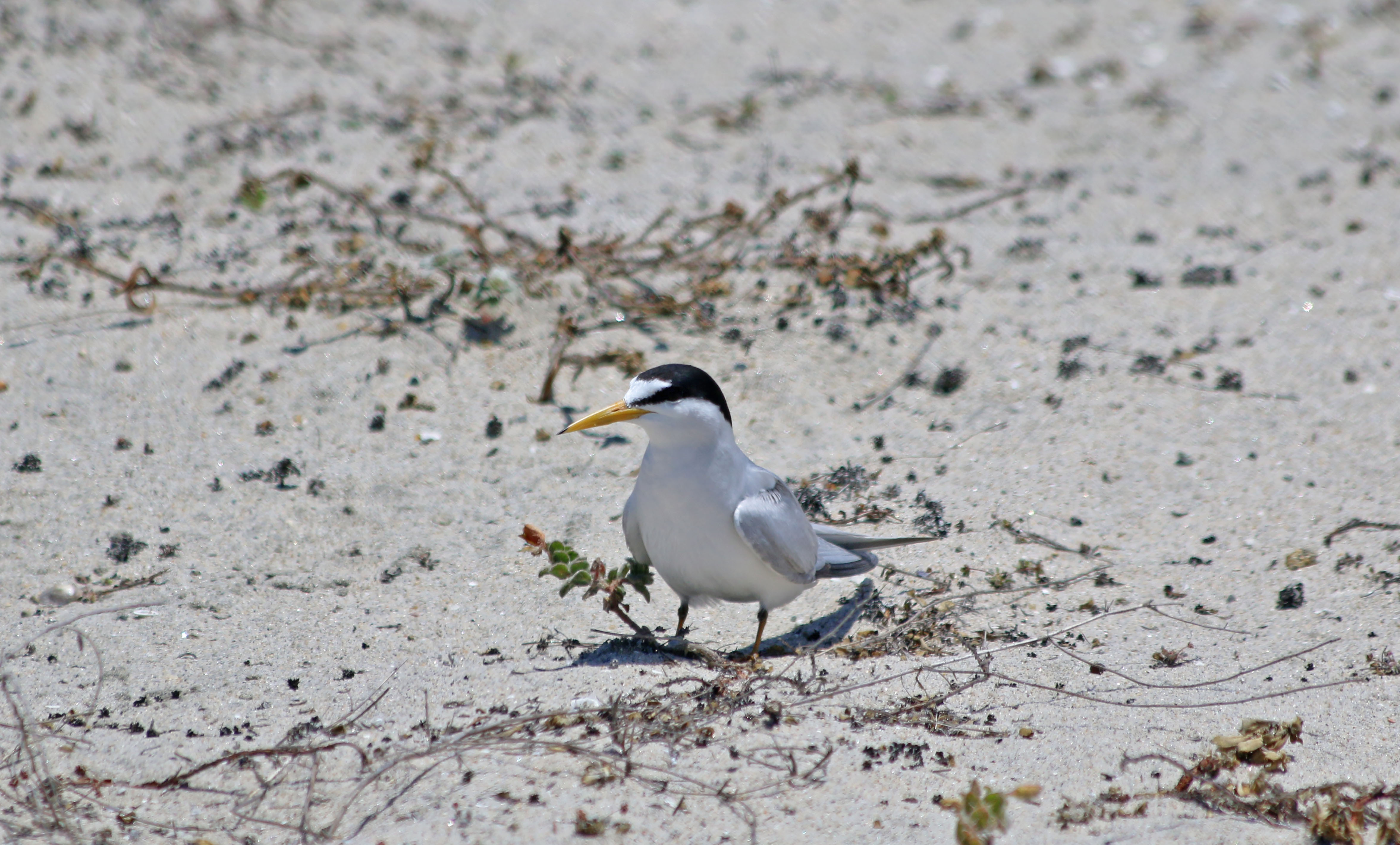 California least tern | FWS.gov