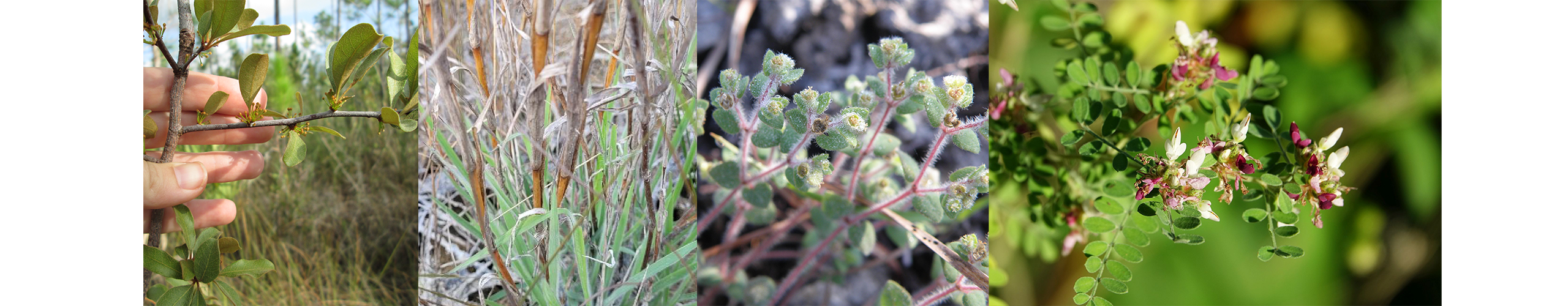 Florida Everglades Plants | FWS.gov