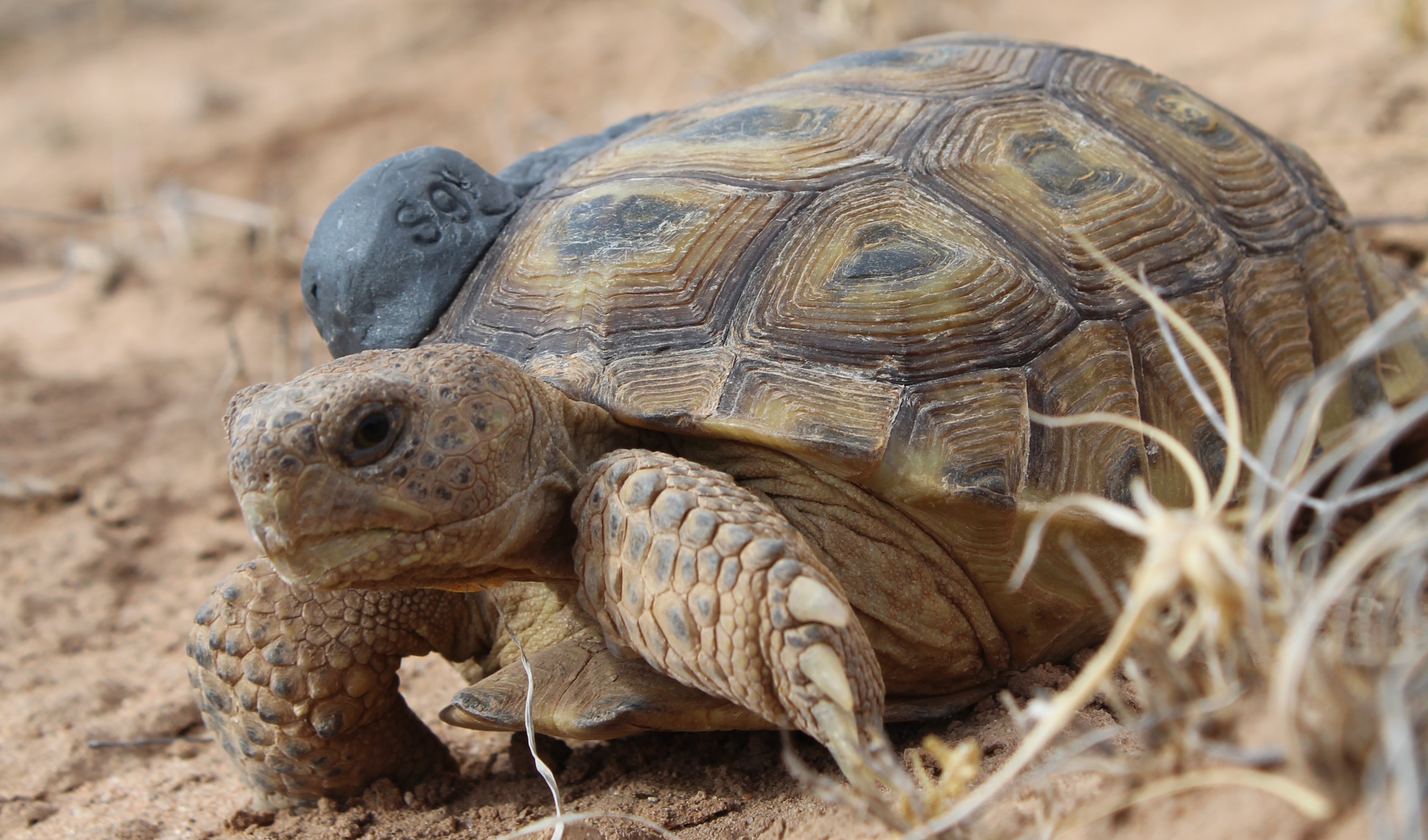 Bolson tortoise with attached tracker | FWS.gov