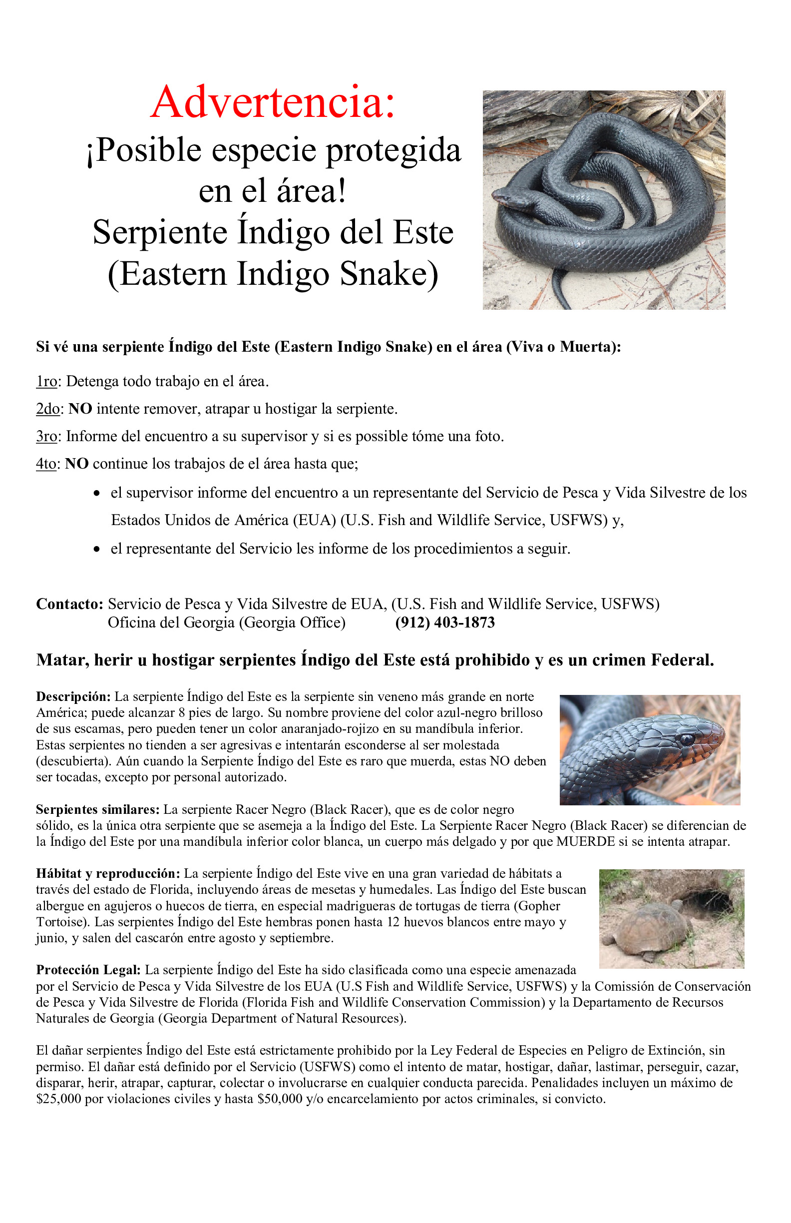 indigo snake information