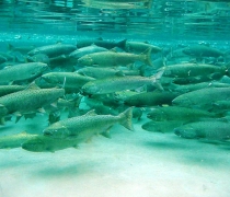 Large spotted Chinook salmon swim together right to left in an underwater view of a concrete-line tank.