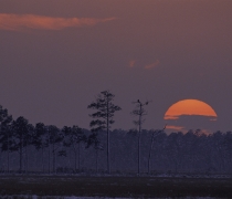 The sun begins to disappear behind the tree line on the horizon on a wintry day. Light snow is visible on the ground and in the trees, mostly loblolly pines. Two birds of prey are visible near the top of one of the trees against the purplish sky.