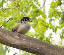 Wood duck sitting on tree branch