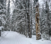 Two cross-country skiers in the distance making their way up a tree lined, snow covered trail.
