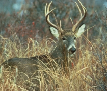 USFWS White tailed deer