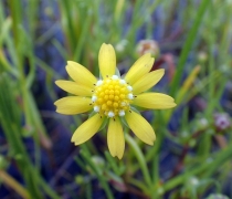 a yellow ray flower with ten petals surrounding a yellow center with several white disc flowers around the perimeter of the yellow center disc