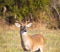 White-tailed deer buck surrounded by green vegetation