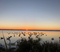 Duck and Goose decoys in the water while the sun rises.