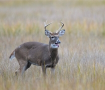A white-tailed buck stands in marsh grasses with it's mouth open