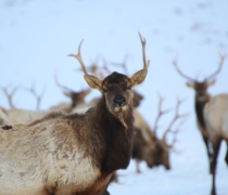 Several bull elk at National Elk Refuge