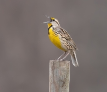 Eastern Meadowlark