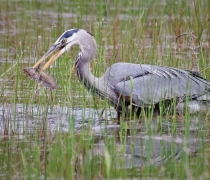 Great Blue Heron with fish in it's bill