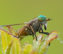 Image of greenhead fly on plant