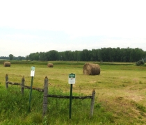 Round hay bales on a Waterfowl Production Area