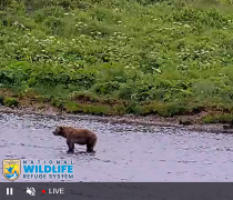 A large brown bear stands in a river. On-screen text is 9:44:28 AM July 24, 2024. U.S. Fish and Wildlife Service logo with text: National Wildlife Refuge System. A non-live video player toolbar shows a pause button, audio mute button, a live indicator, a settings gear icon, and an expand window icon.