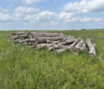 Cut logs stacked in a field