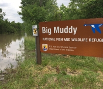 Big Muddy NFWR surrounded by floodwaters