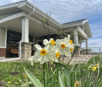 Daffodils in front of the Iroquois national Wildlife Refuge Visitor Center