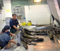Several Adult salmon are being duped from a large metal cage onto a wet metal table. Two adults are standing at the table with the fish.