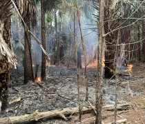 Wildfire on Wassaw National Wildlife Refuge