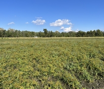 Moist soil plants at Swan Lake, with white truck in the background.