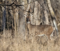 White-tailed Deer