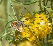 A yellow and brown moth on a yellow and green plant