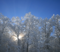 Trees covered in white snow with blue skies in the background
