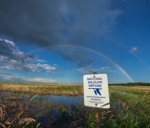 Rainbow arch over blue sky, green and brown wetland grasses with white sign in foreground that reads national wildlife refuge, unauthorized entry prohibited, U.S. Department of the Interior Fish and Wildlife Service